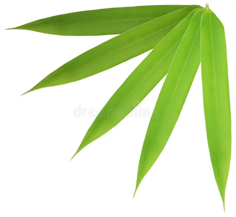 Bamboo Leaf stock photo. Image of gardening, feng, shui 7512902