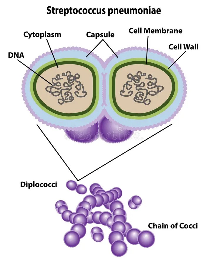 Streptococcus Pneumoniae Bacteria Stock Illustration Illustration of