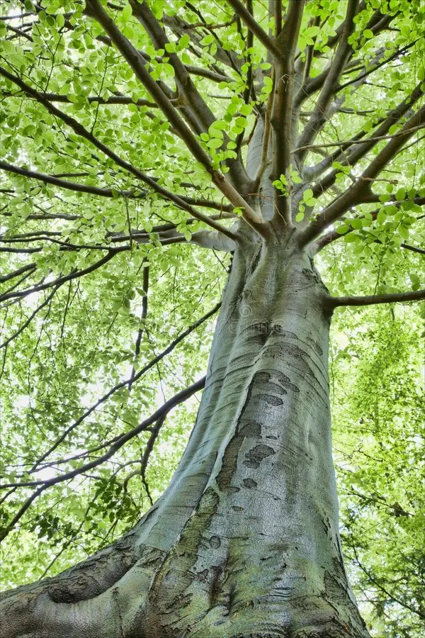 Beech tree stock image. Image of upward, nature, natural 6358723