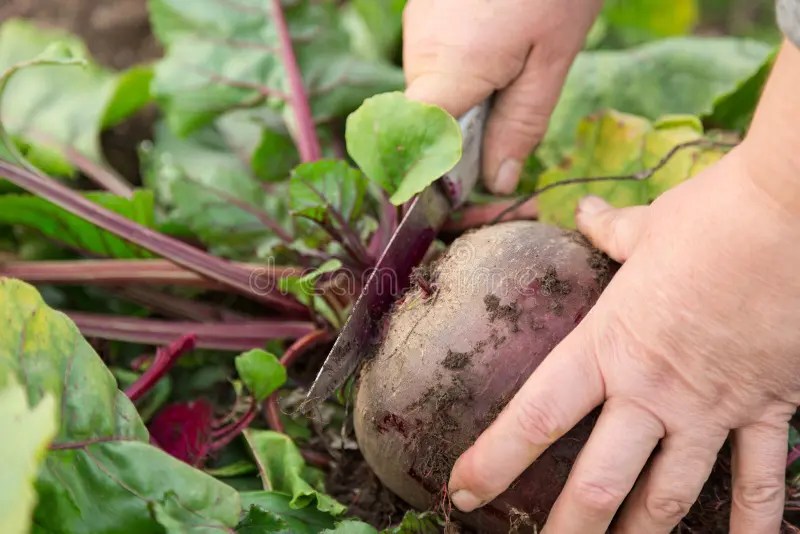 Beetroot stock image. Image of beetroot, harvest, fresh 26945329