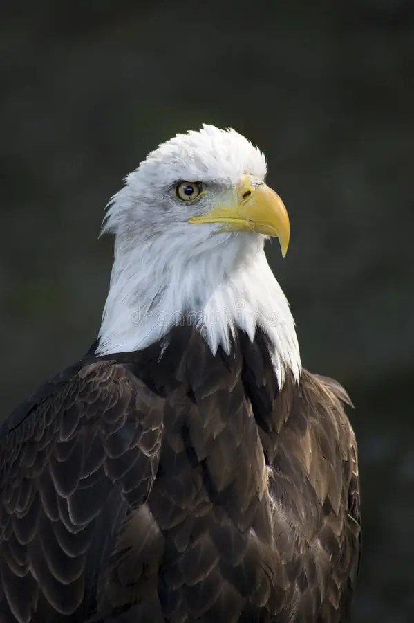 Big eagle stock image. Image of head, black, eagle, beak 6281047