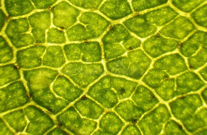 Birch Leaf Under The Microscope Stock Image Image of plant