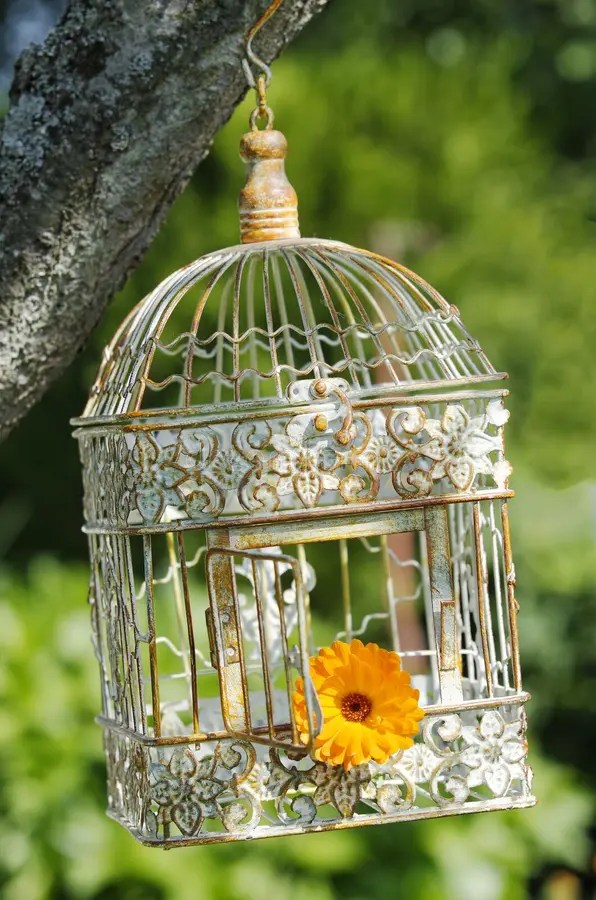 Photo of an open bird house. The drawing of cells taken with 5123568 was added