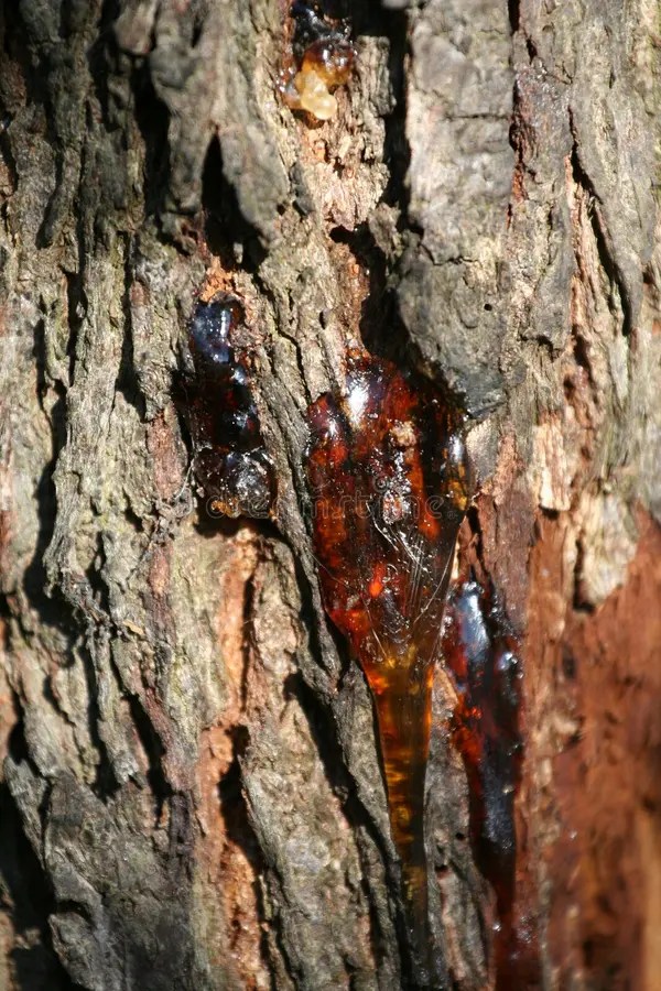 1,328 Bleeding Tree Stock Photos Free & RoyaltyFree Stock Photos