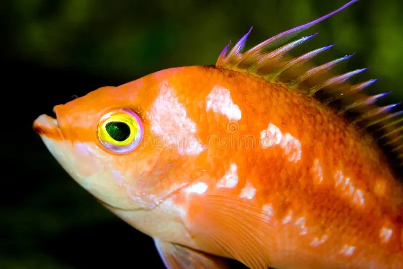 Bold Fish Picture. Image 3306431