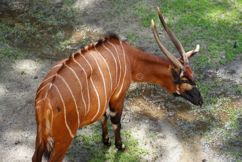 Bongo at the Norfolk Zoo stock photo. Image of mammal 173062008