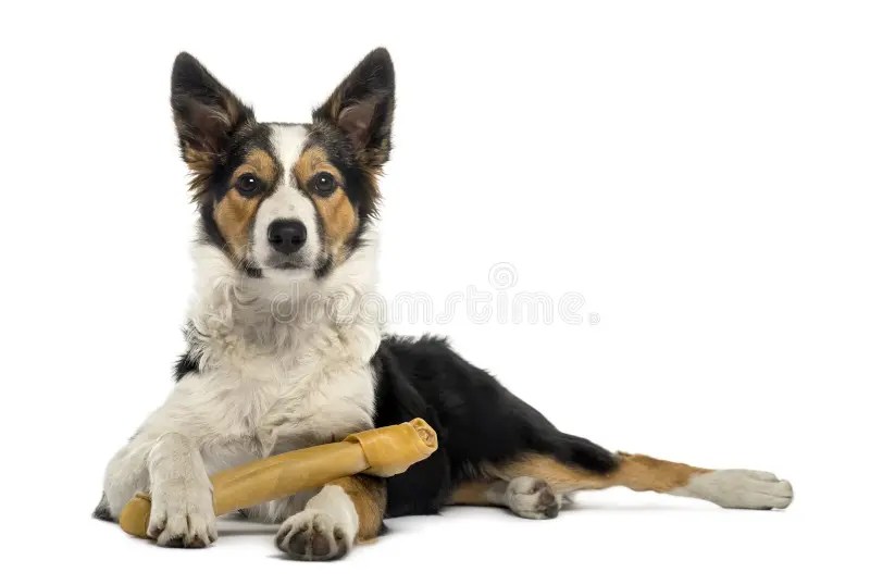 416 Dog Bone Border Stock Photos Free & RoyaltyFree Stock Photos
