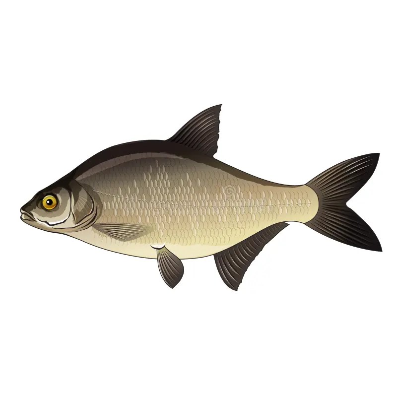 Bream, Illustration stock illustration. Illustration of drawing 78294167