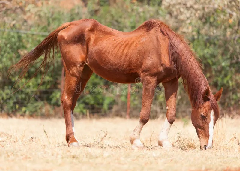 Caballo Flaco Y Desgarbado Estudiar