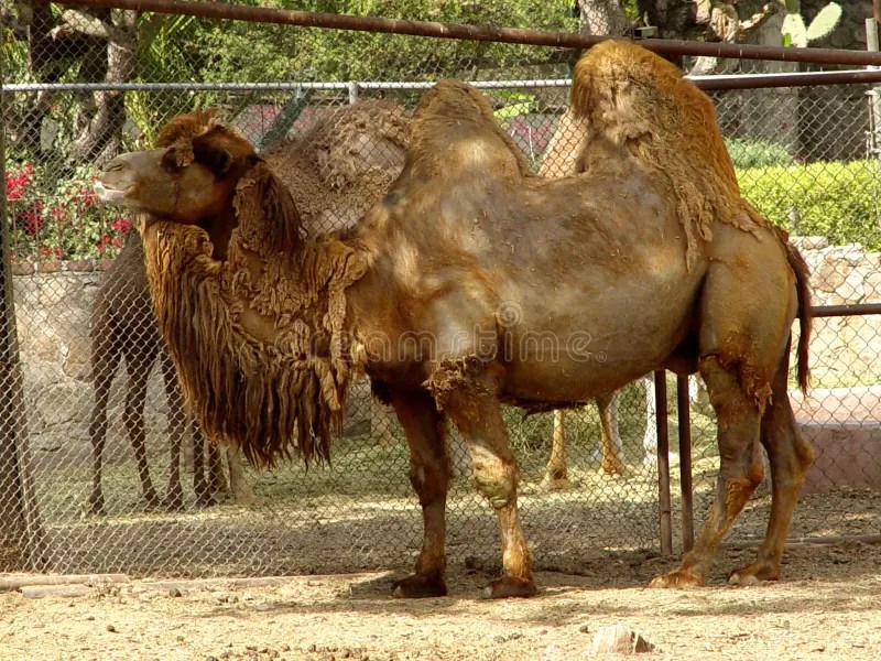 Camel stock image. Image of khaki, camel, back, wild, buff 17413