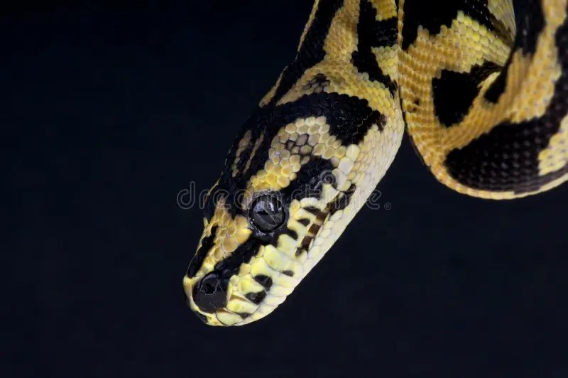 Carpet python stock photo. Image of python, pythons, arboreal 20408932