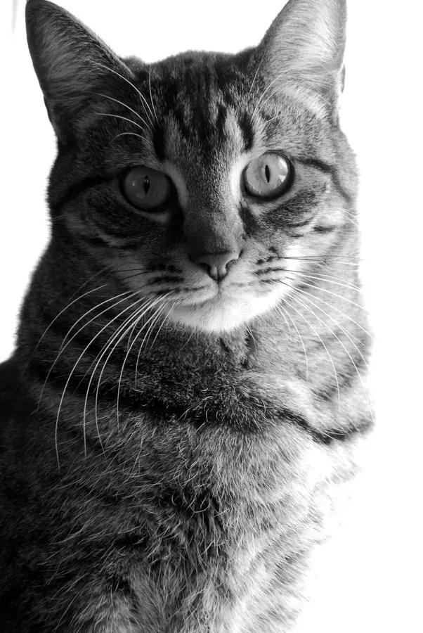 British longhair cat stock photo. Image of beautiful 17497382