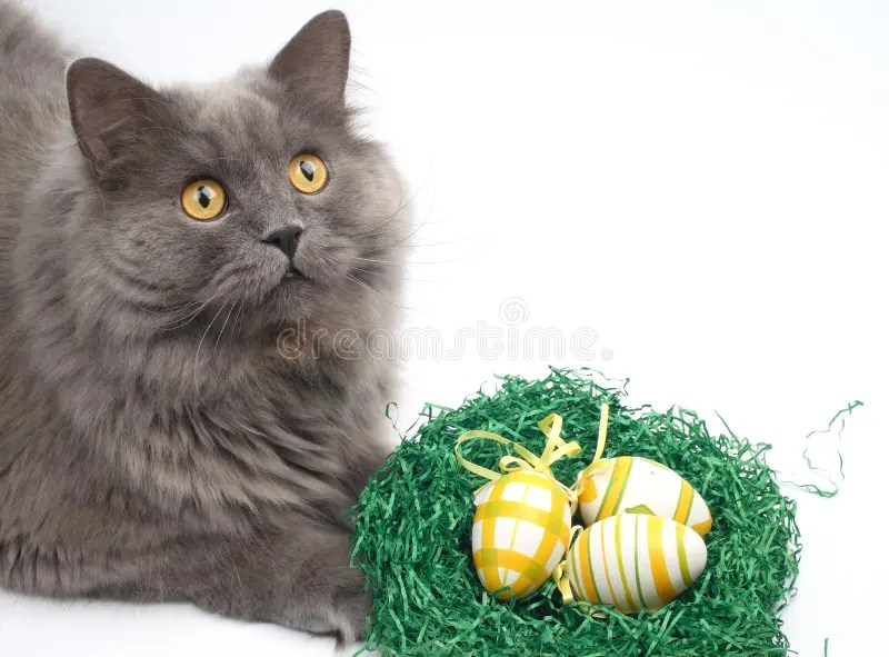 Cat and easter eggs stock photo. Image of nest, painted 4248972
