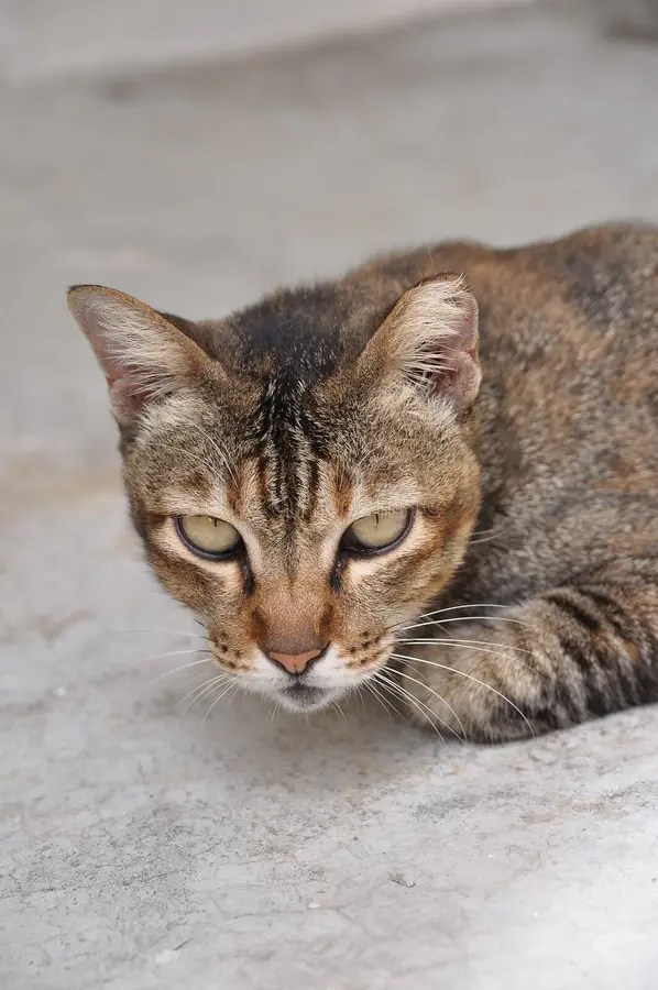 Cat glaring stock image. Image of stare, whisker, brown 7844567