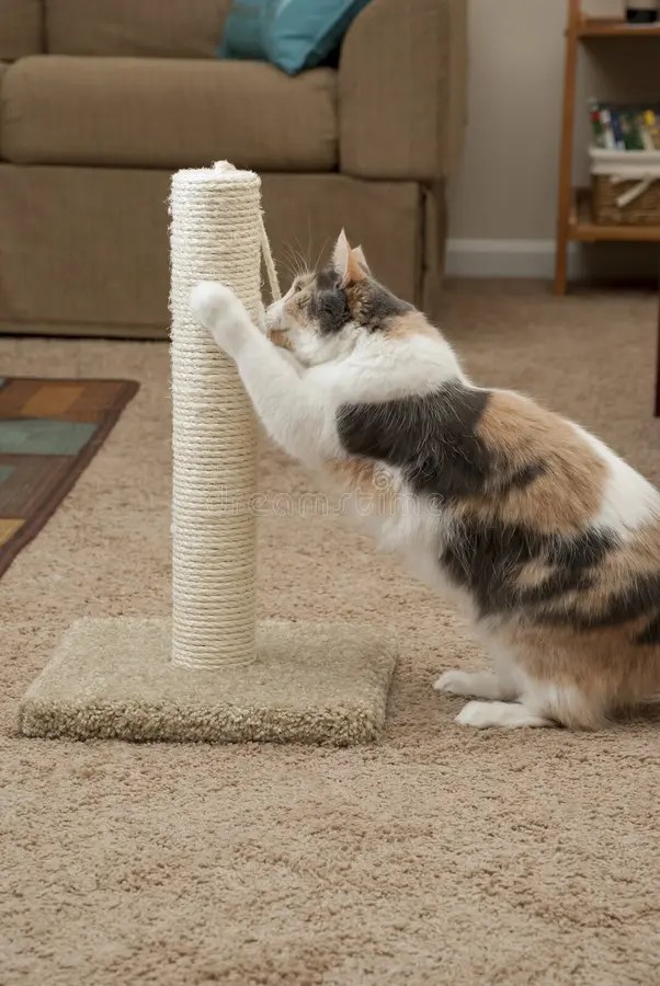 Scratching post stock photo. Image of animals, paws, roaring 36594676
