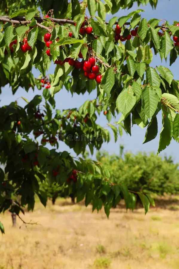 Harvest Time Ripe Wheat Field Stock Image Image of agriculture