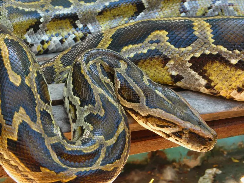 Constrictor Van De Boa Van De Python Stock Afbeelding Afbeelding