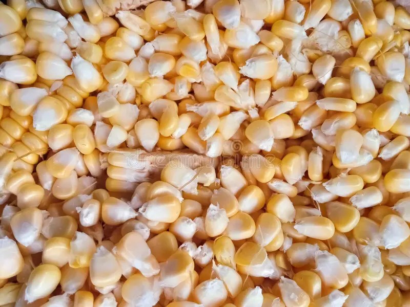 Corn is the Basic Ingredient for Making Popcorn Stock Photo Image of