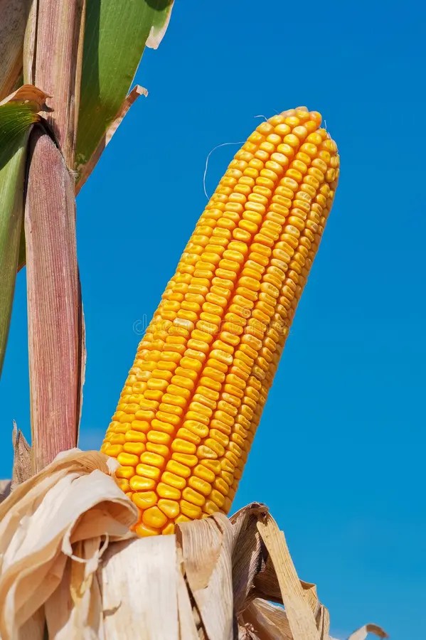 Corn cob stock photo. Image of freshness, harvest, husk 28519482