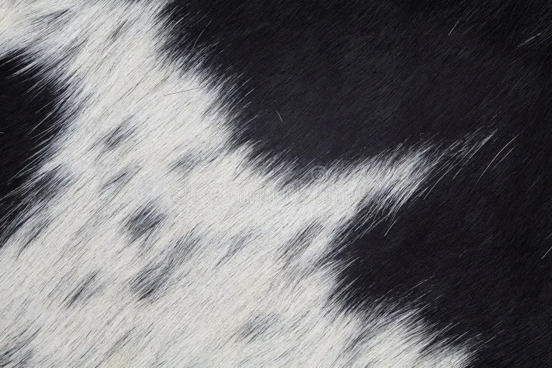 13,383 Cowhide Stock Photos Free & RoyaltyFree Stock Photos from
