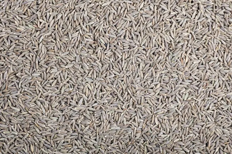 Cumin Seed Texture stock image. Image of seed, cumin 25601045