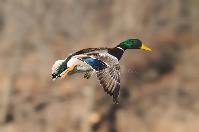Cupped up stock photo. Image of bird, mallard, wilderness