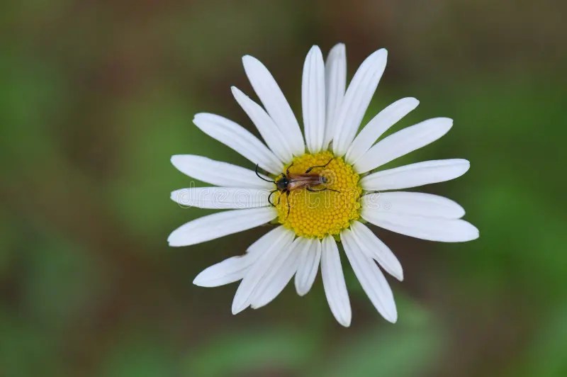 Daisy with bug stock photo. Image of flora, ecology, environmental