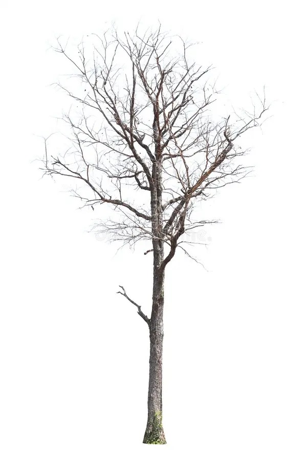 Dying Palm Trees stock image. Image of curve, depression
