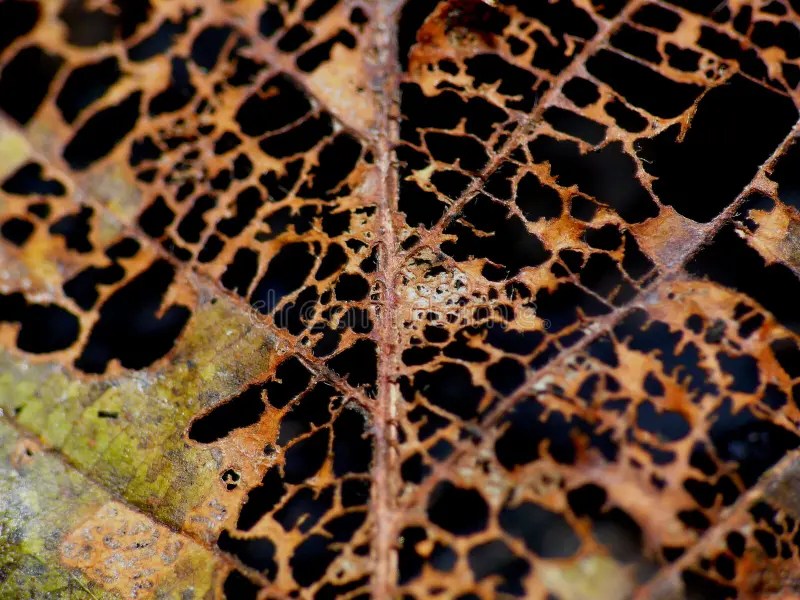Decay stock image. Image of leaves, decay, fall, veins