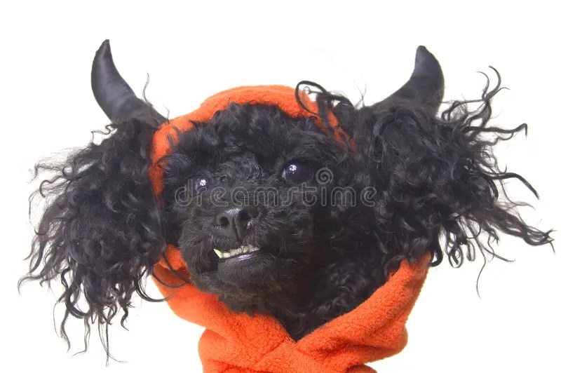 Devil Dog stock image. Image of halloween, devil, funny 17560969