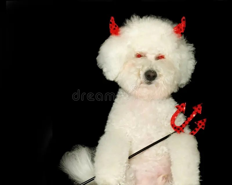 Devil dog stock photo. Image of behavioral, mammal, aggression 4579498