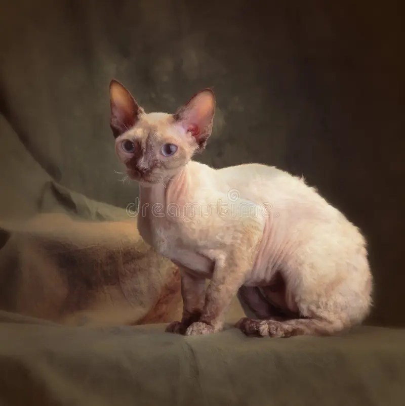 Devonrex Katze stockfoto. Bild von katze, devon 35240178