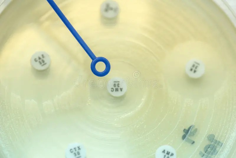 Bacterial Culture Growth Blood Agar Gram Negative Bacilli Stock Photos