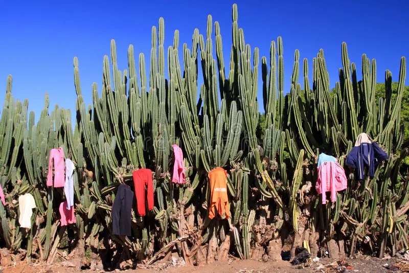 Drying laundry stock image. Image of cactus, heat, exotic 24446149