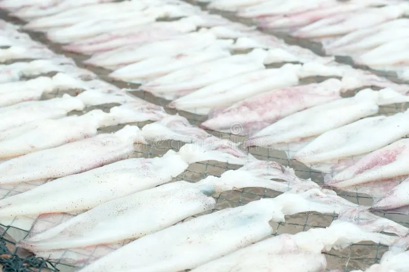 Drying squids stock photo. Image of market, culture, diet 27590770