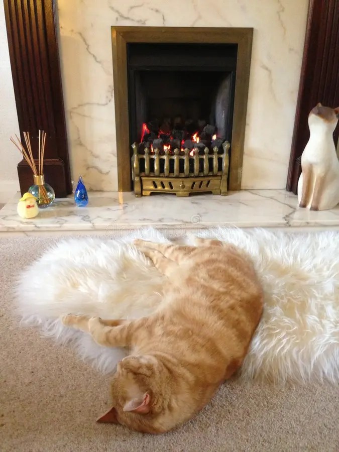 Katze vor Kamin stockfoto. Bild von relax, entspannen 52024400