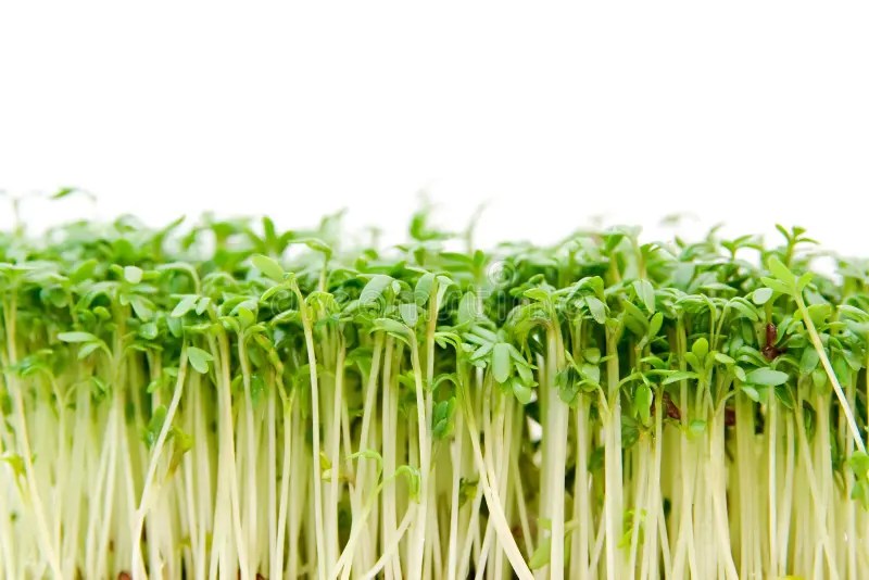 Thyme branch and leaves stock photo. Image of herbs, herbal 4656548