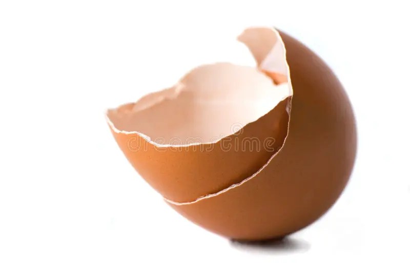 Egg shell stock photo. Image of close, appearance, nest 8476672
