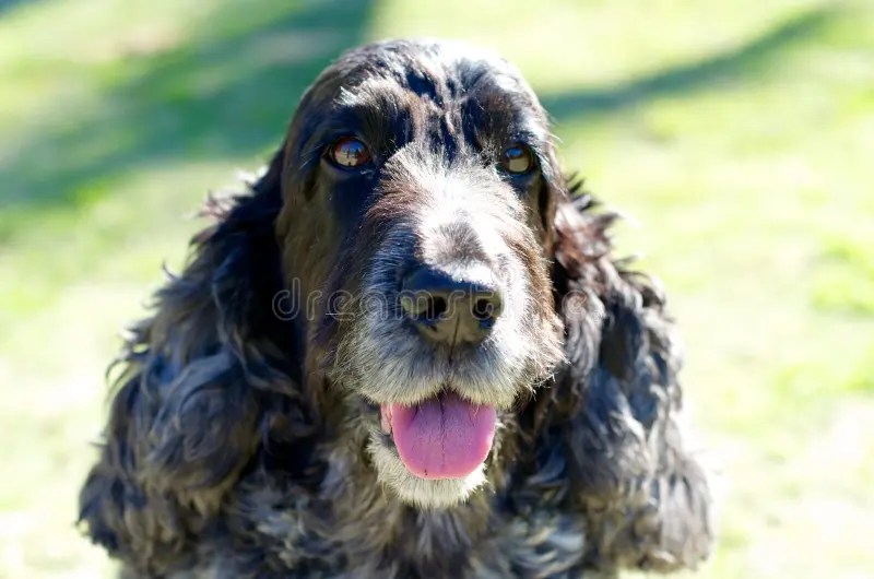 Cocker SpanielHund Mit Zwei Englisch Auf Weihnachten Stockfoto Bild