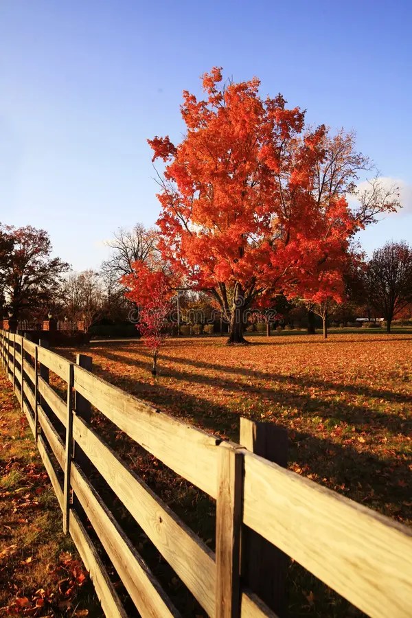 Fall Foilage stock image. Image of seasons, tree, beauty - 3751997