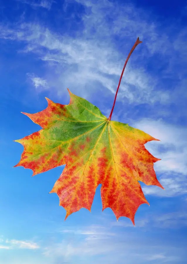 Autumn Maple Leaf stock image. Image of decay, leaves 11184687