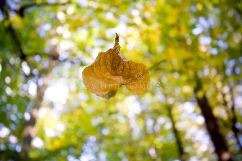 Falling Leaf stock image. Image of leaf, branch, fall 6632019