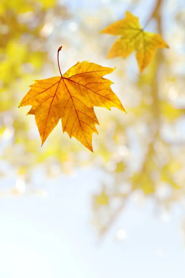 Falling Leaf stock image. Image of leaf, branch, fall 6632019