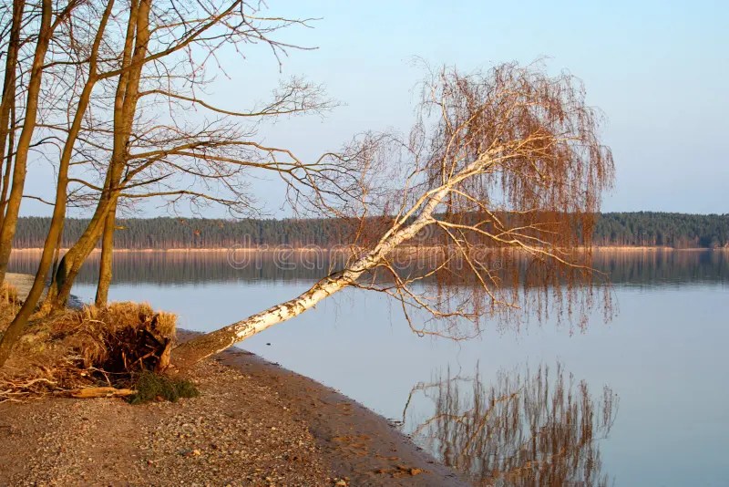 Falling Tree stock photo. Image of picturesque, leaning 4809218