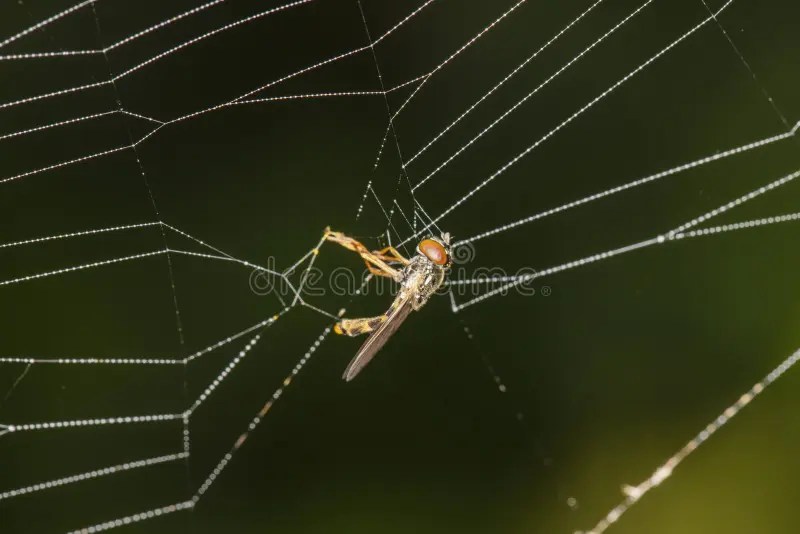 Fly Caught in a Spider`s  Stock Photo Image of spider, predator