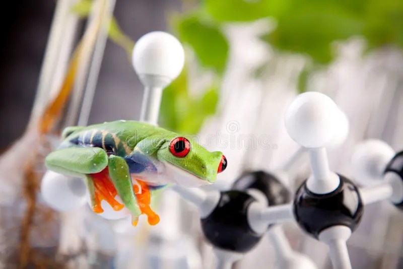 12,132 Spring Frog Photos - Free & Royalty-Free Stock Photos From Dreamstime 533_x_800_jpg