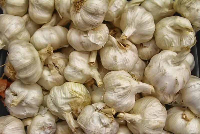 Stack of garlic in France stock photo. Image of nutrition 277929290