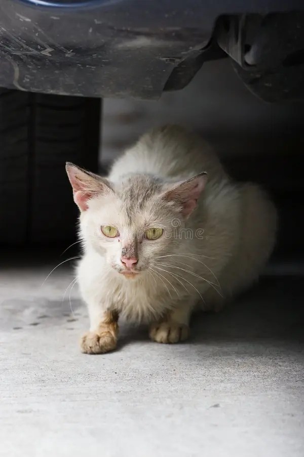 Glaring cat stock photo. Image of cute, puss, staring 5519926