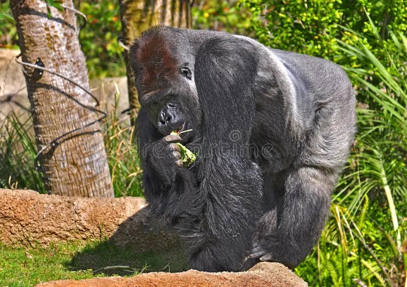 Les Gorilles Sont Terrelogement, Singes Principalement