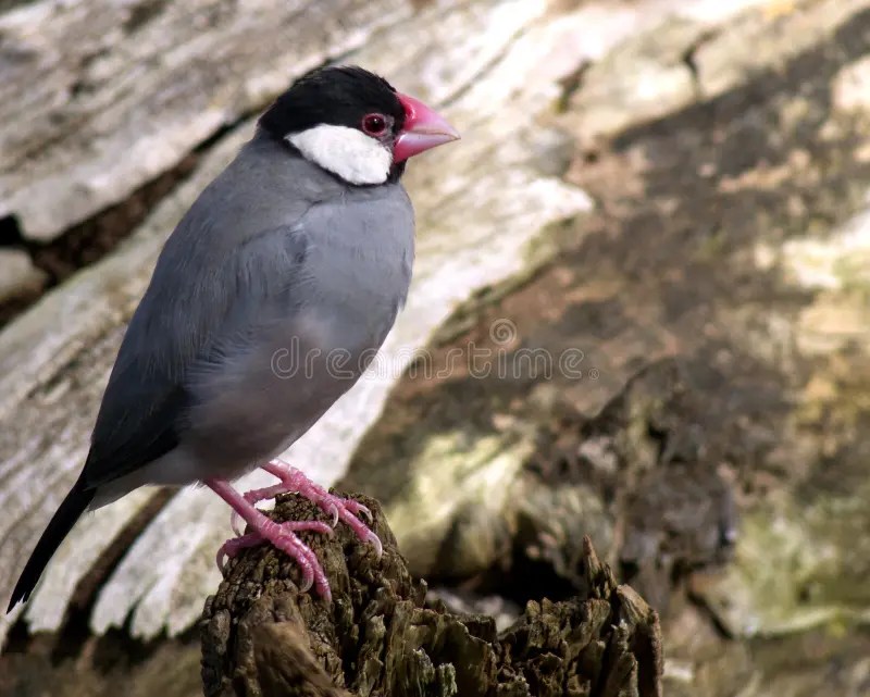 Java Sparrow imagen de archivo. Imagen de pájaro, cierre 104234913